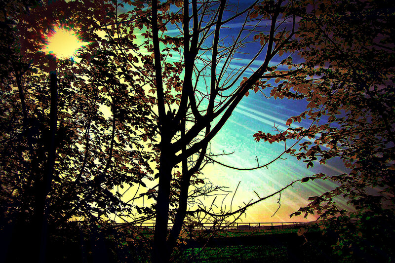 Tree Silhouette at Sunset — Yellow