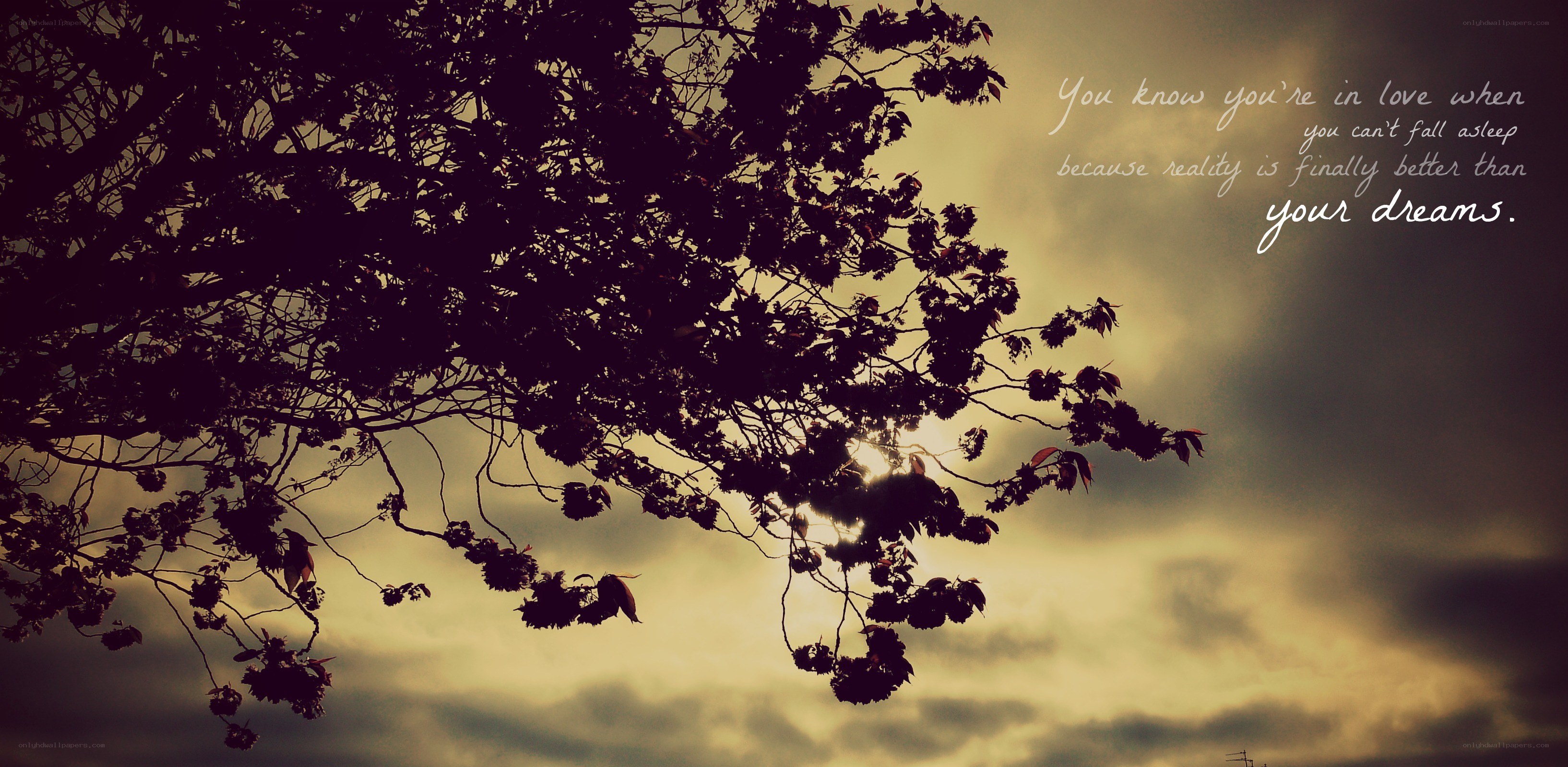tree silhouette at sunset