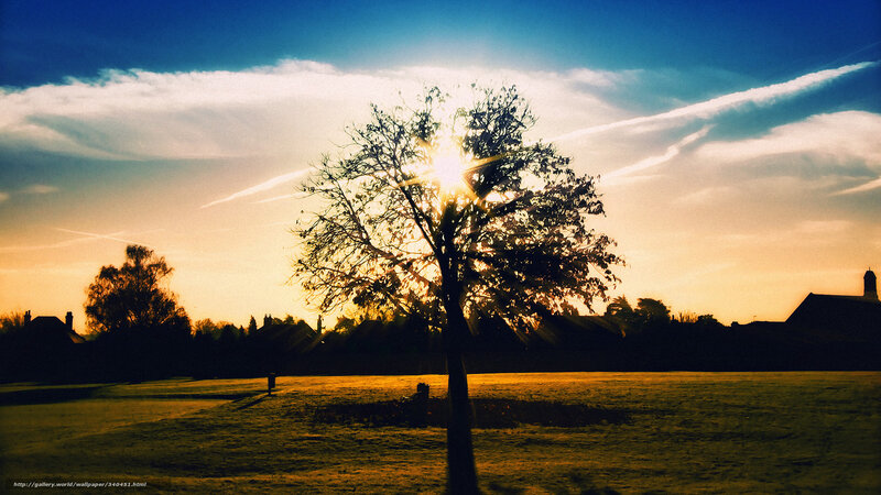 Tree Silhouetted at Sunset — Blue