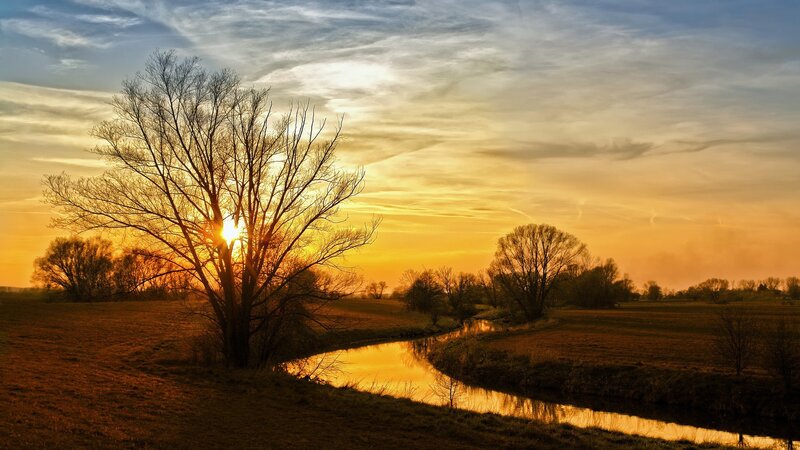 Tree Silhouetted at Sunset — Orange, Serene