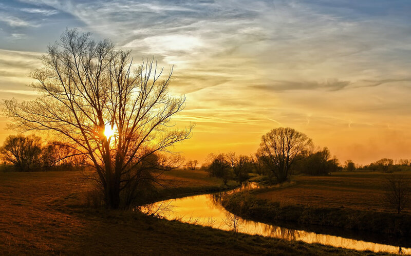 Tree Silhouetted at Sunset — Orange