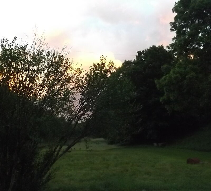 Tree Silhouettes at Dusk