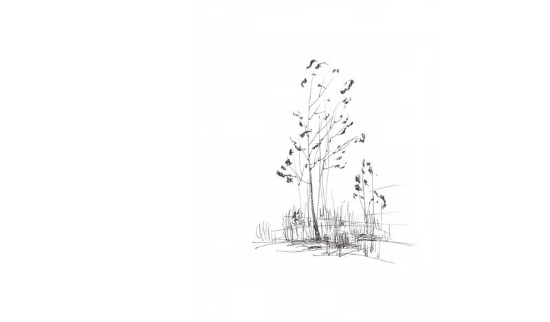 tree sketch drawing