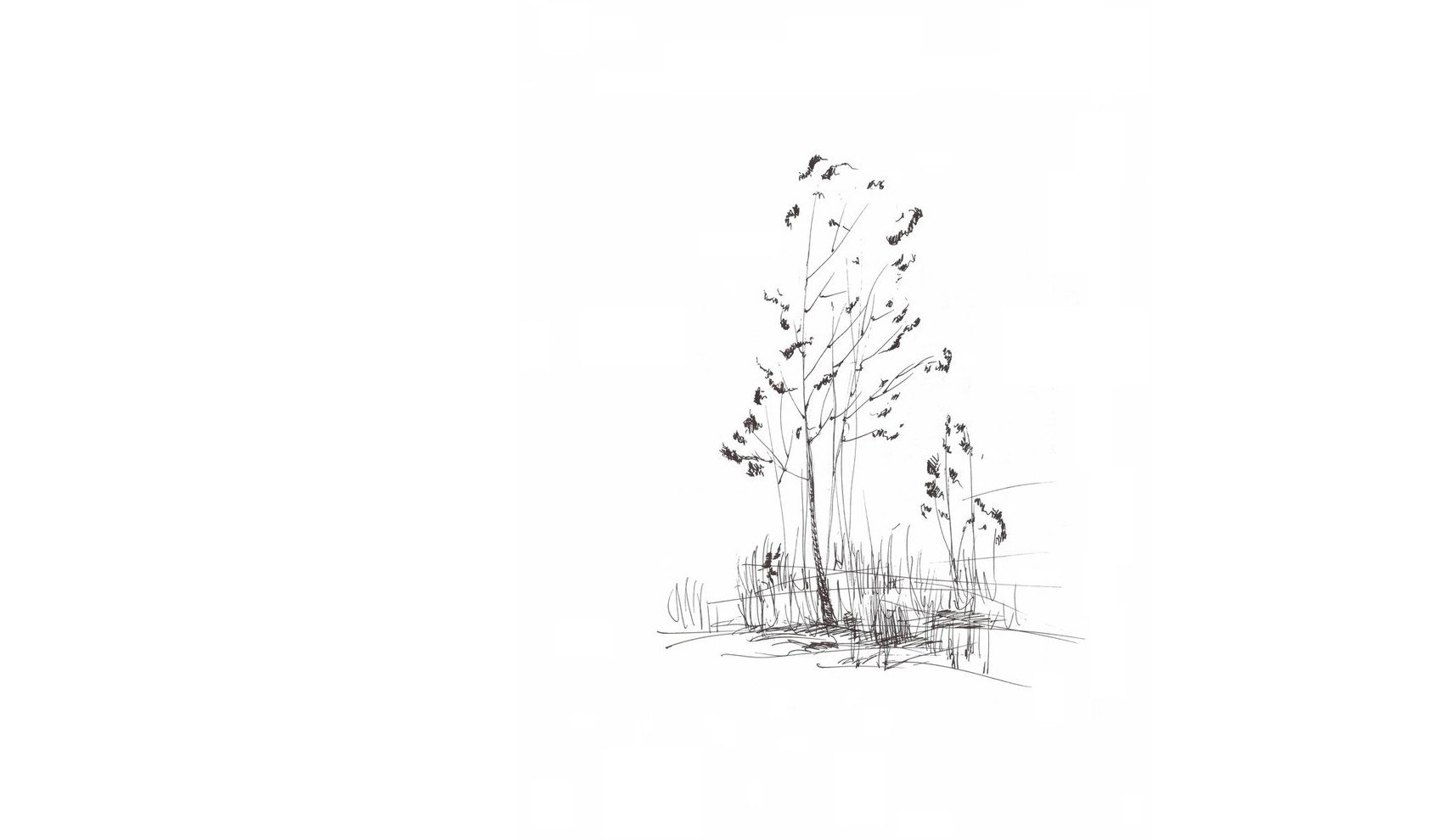 tree sketch drawing