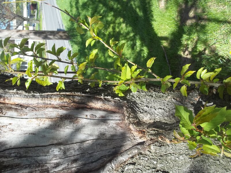 Tree Sprout on Log