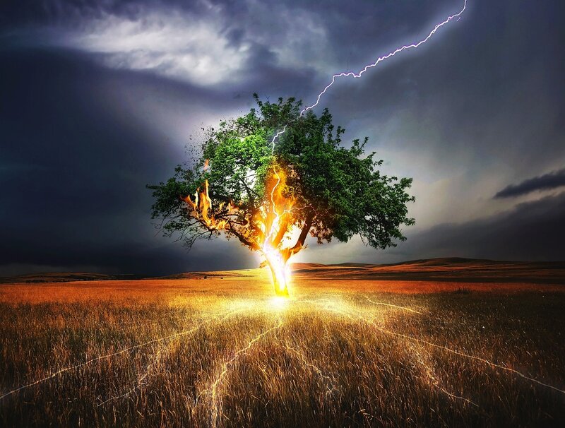 Tree Struck by Lightning