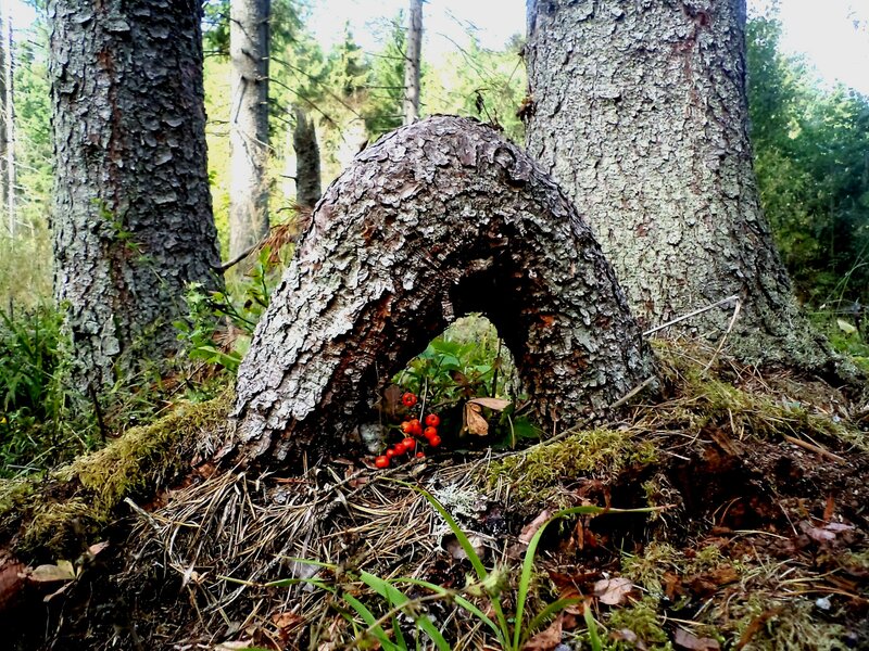 Tree Stump Arch