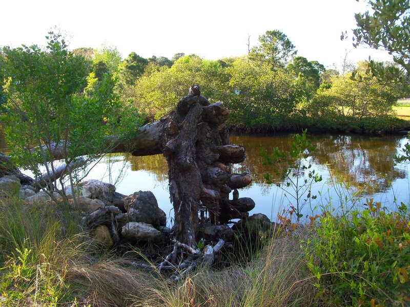 Tree stump by a calm river