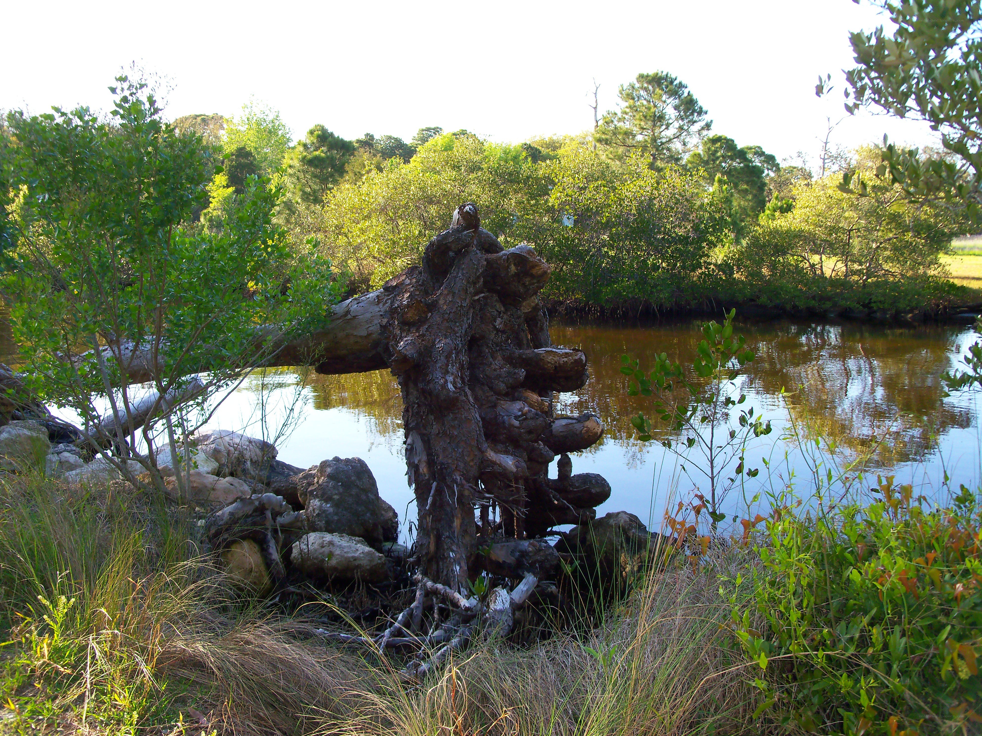 Tree stump by a calm river