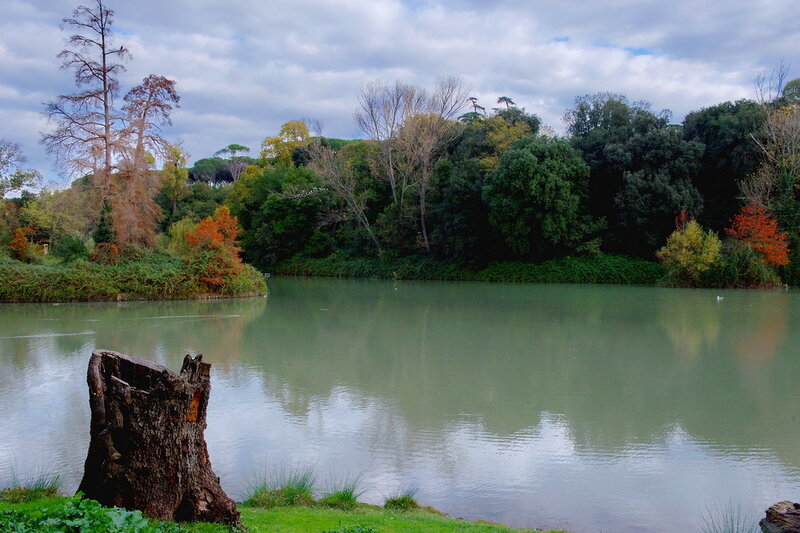 Tree Stump by Lake