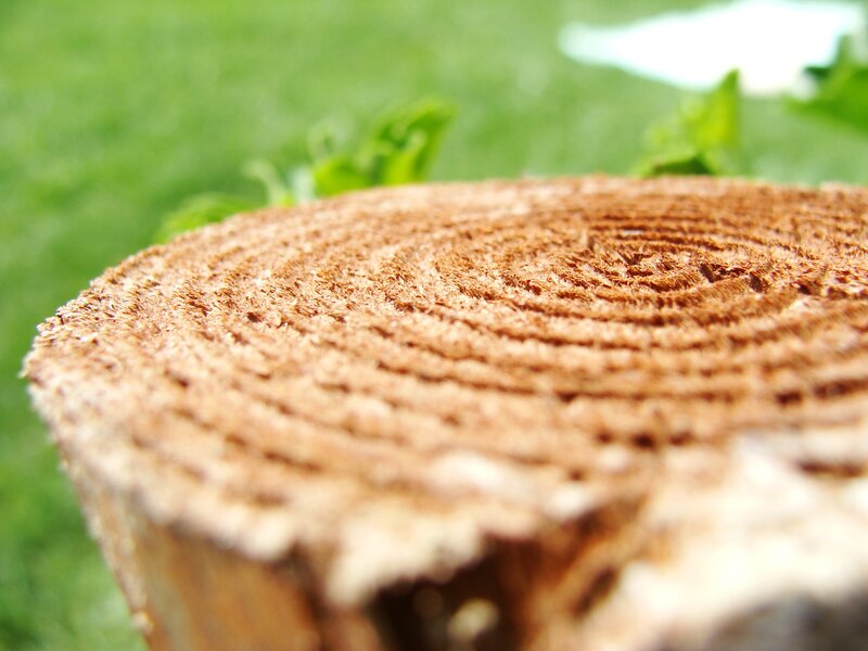 Tree Stump Cross-section — Brown, Natural, Afternoon, Photograph, Grass
