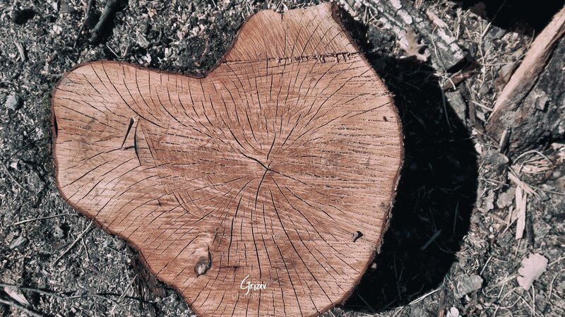 Tree Stump Cross-section — Brown, Natural, Afternoon
