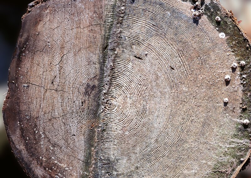 Tree Stump Cross-section — Brown, Natural, Photograph, Rings, Cracks, Moss