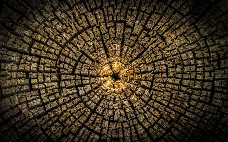 Tree Stump Cross-section — Brown, Natural, Photograph, Rings