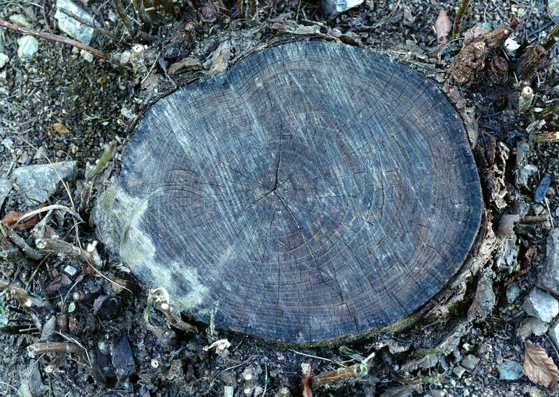 Tree Stump Cross-section — Brown, Natural, Photograph, Soil