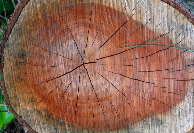 Tree Stump Cross-section — Brown, Natural, Photograph