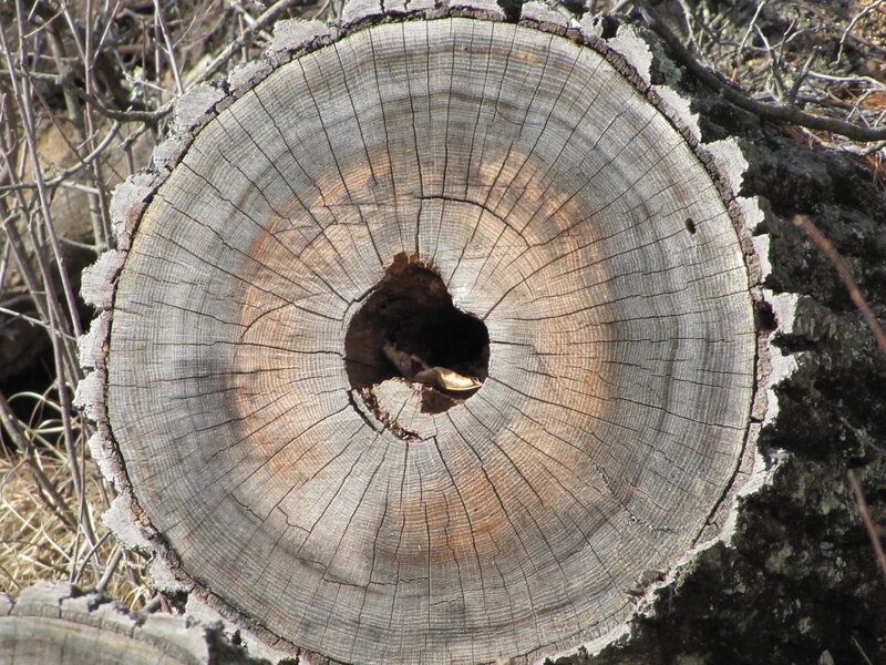 Tree Stump Cross-section — Brown, Natural