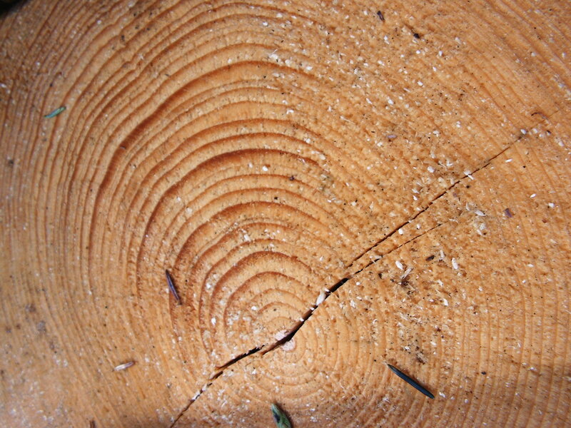 Tree Stump Cross-section — Brown