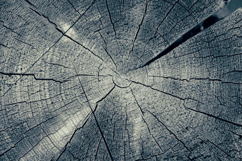 Tree Stump Cross-section — Gray
