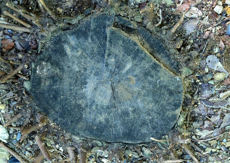 tree stump cross-section