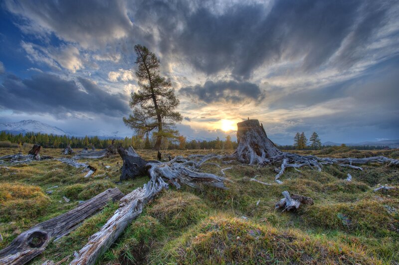 Tree Stump in Field — Green, Dramatic