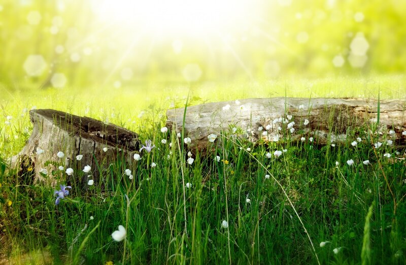 Tree Stump in Field — Green, Serene, Morning