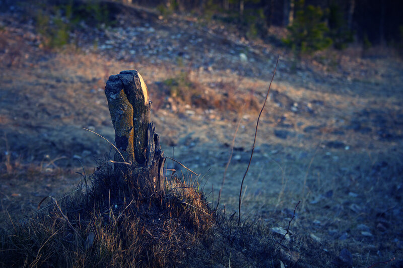 Tree Stump in Field