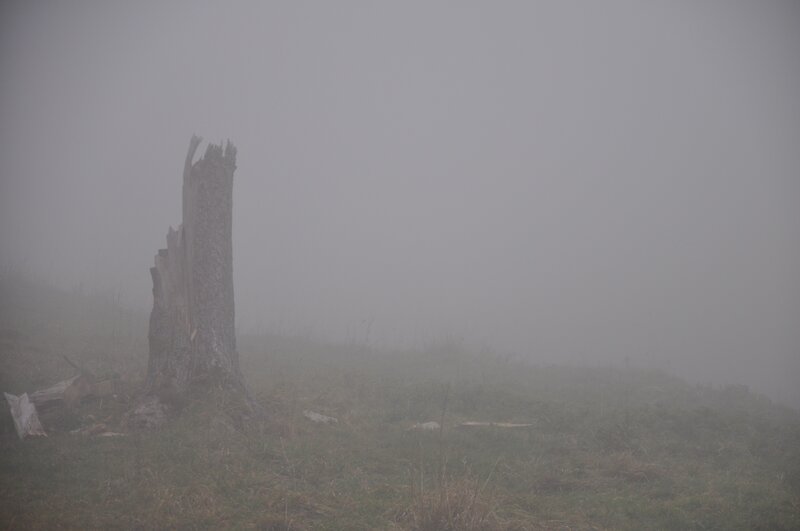 Tree Stump in Fog