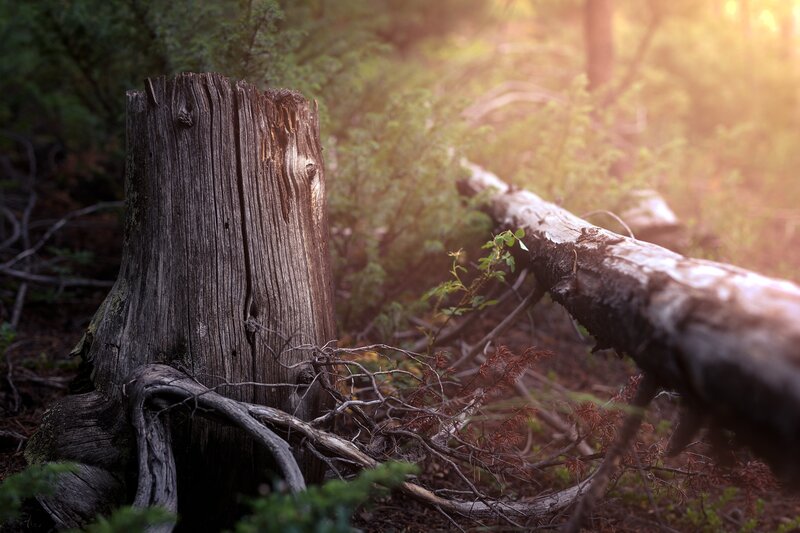 Tree Stump in Forest — Brown, Serene