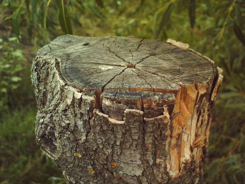 Tree Stump in Forest — Brown