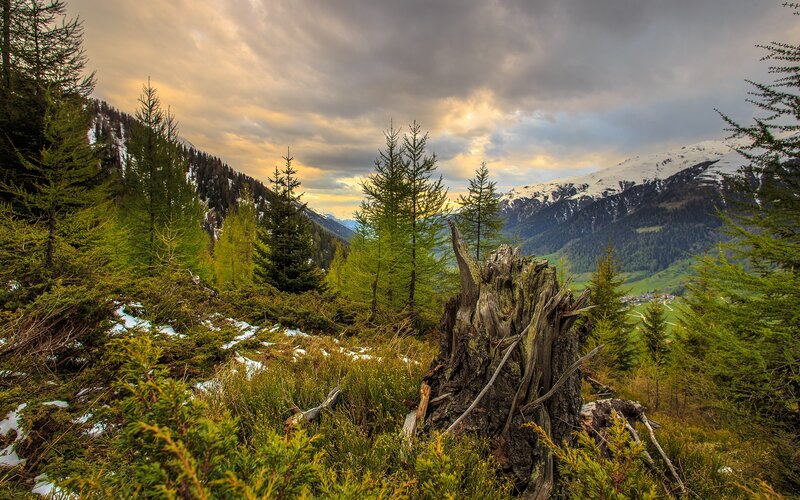 Tree Stump in Forest — Green, Dramatic