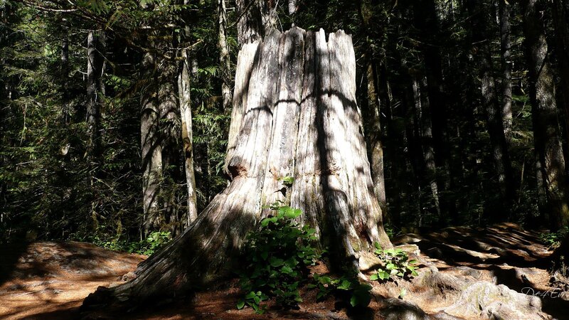 Tree Stump in Forest — Green, Serene, Afternoon, Photograph, Sunlight