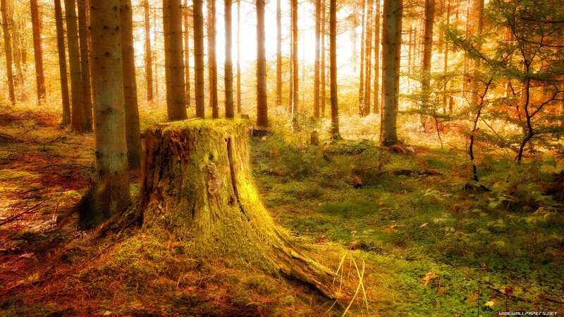 Tree Stump in Forest — Green, Serene, Afternoon