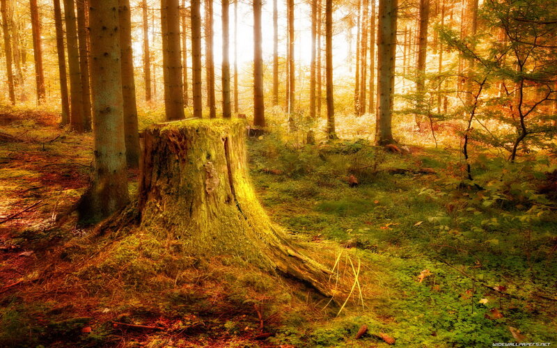 Tree Stump in Forest — Green, Serene