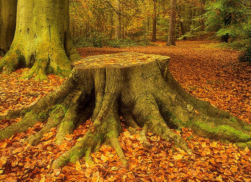 Tree Stump in Forest — Orange