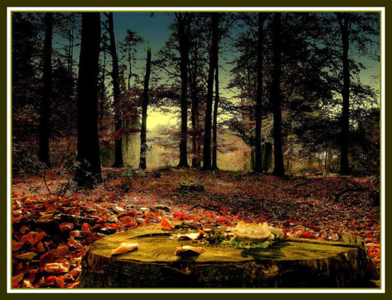 Tree Stump in Forest — Red