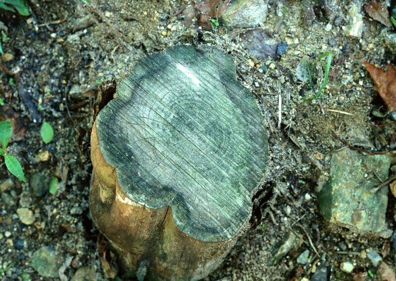 tree stump in forest soil