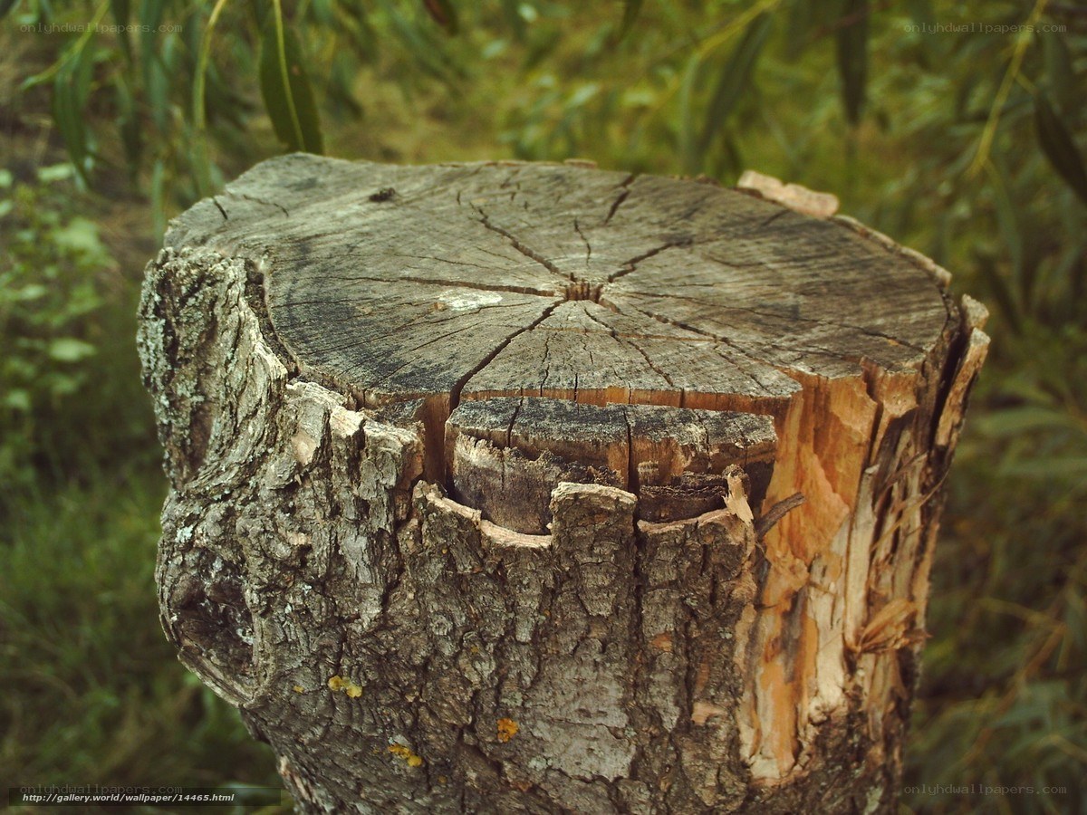 tree stump in forest