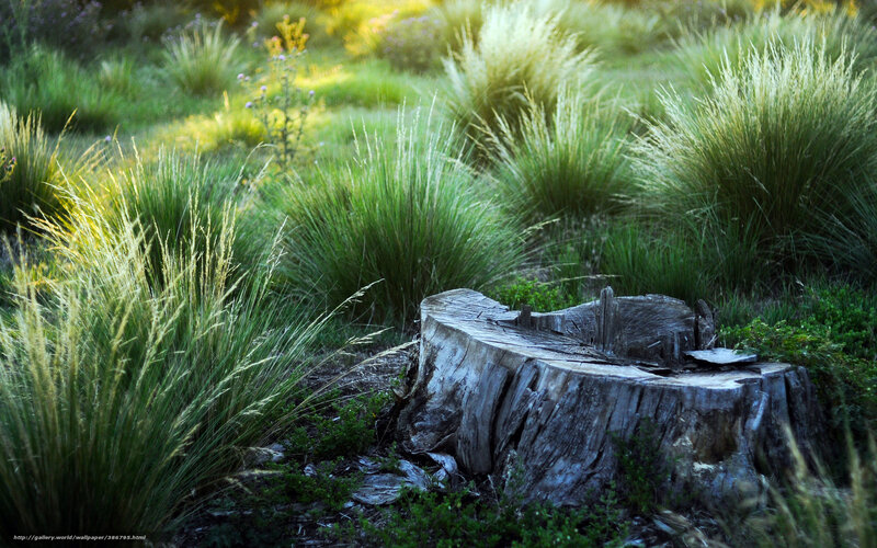 Tree Stump in Grass — Green