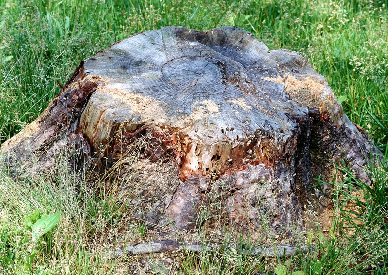 tree stump in grass