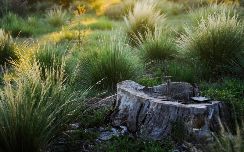 tree stump in grassy field