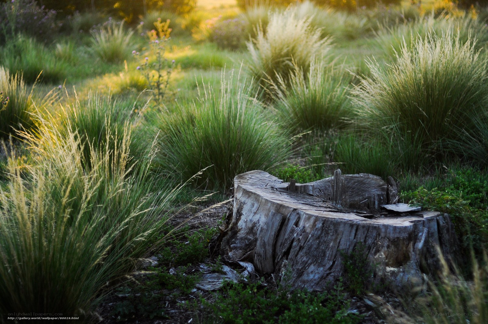 tree stump in grassy field