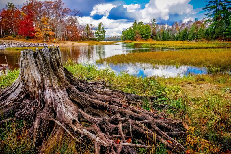 Tree Stump in Marsh — Green