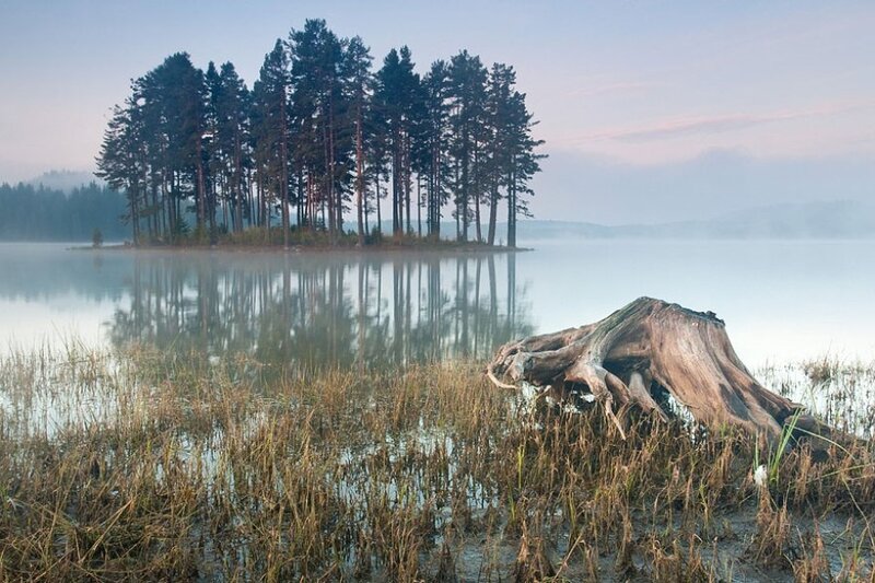 Tree Stump in Marsh