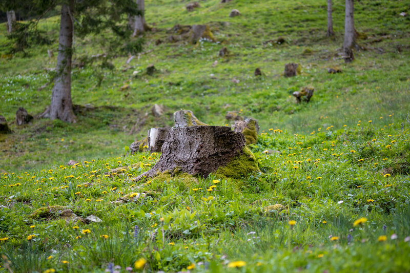Tree Stump in Meadow