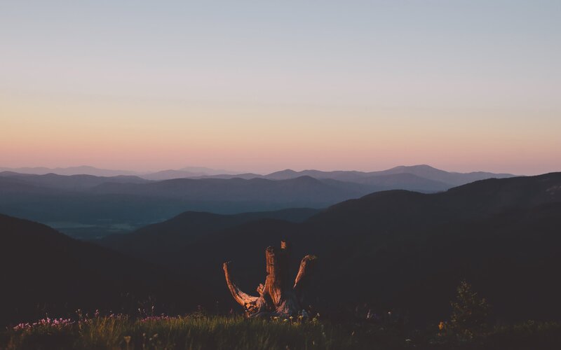 Tree Stump in Mountains