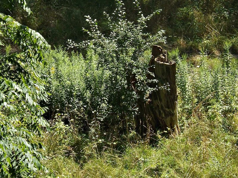 Tree Stump in Overgrowth