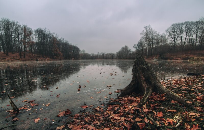 Tree Stump in Pond — Brown