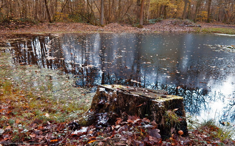 Tree Stump in Pond