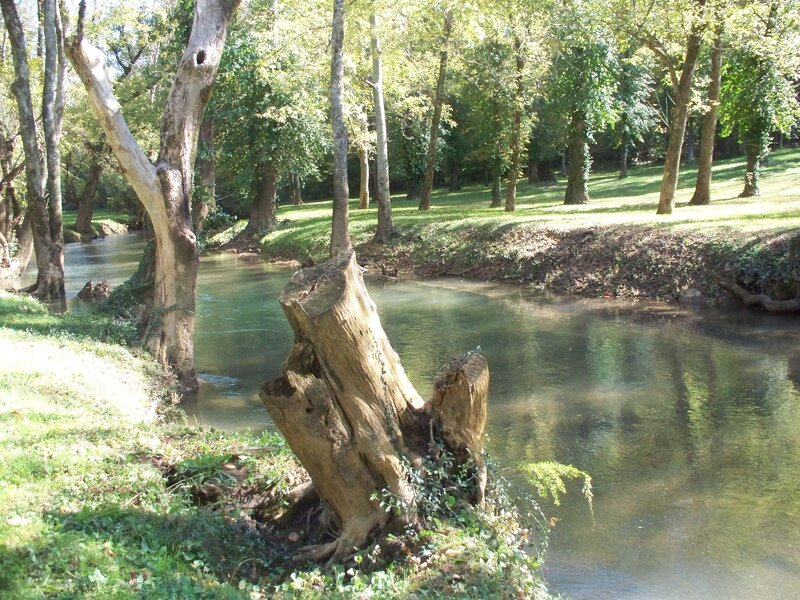 Tree Stump in River